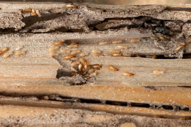 Best Commercial Pest Control Services  in Langley, SC